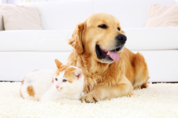 Hunde und Katze sollen regelmäßig entwurmt werden.